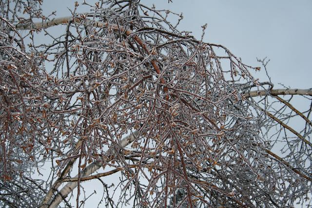 ice storm 003.jpg