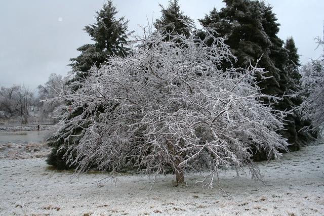 ice storm 011.jpg