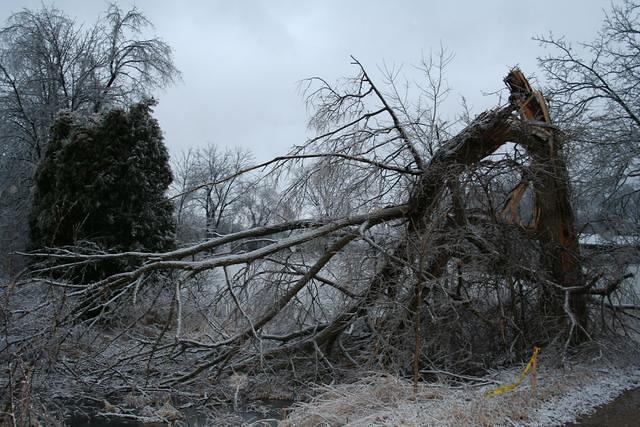 ice storm 023.jpg