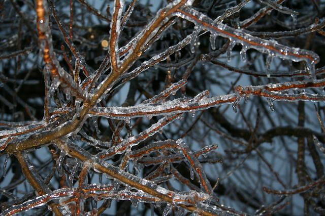 ice storm 031.jpg