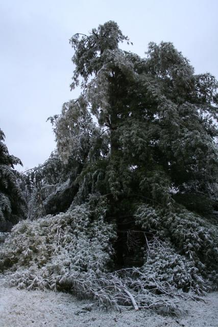 ice storm 033.jpg