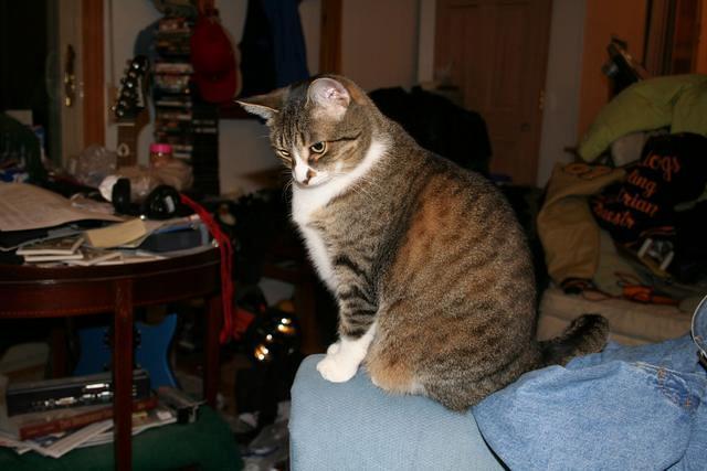 Gracie checks out the new arrival.