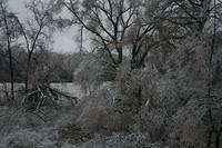 ice storm 010.jpg