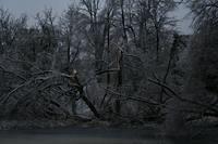 ice storm 022.jpg