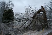 ice storm 023.jpg