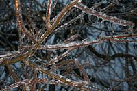 ice storm 031.jpg