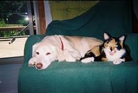 Chelsea and Diesel
We lost Chelsea to cancer on 12/22/06, after only 13 years.