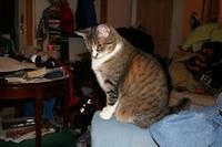 Gracie checks out the new arrival.